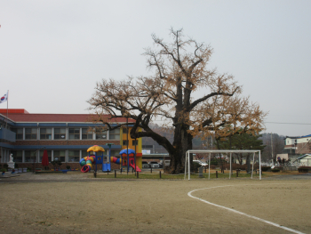 이한동_학교를 지켜주는 은행나무.JPG